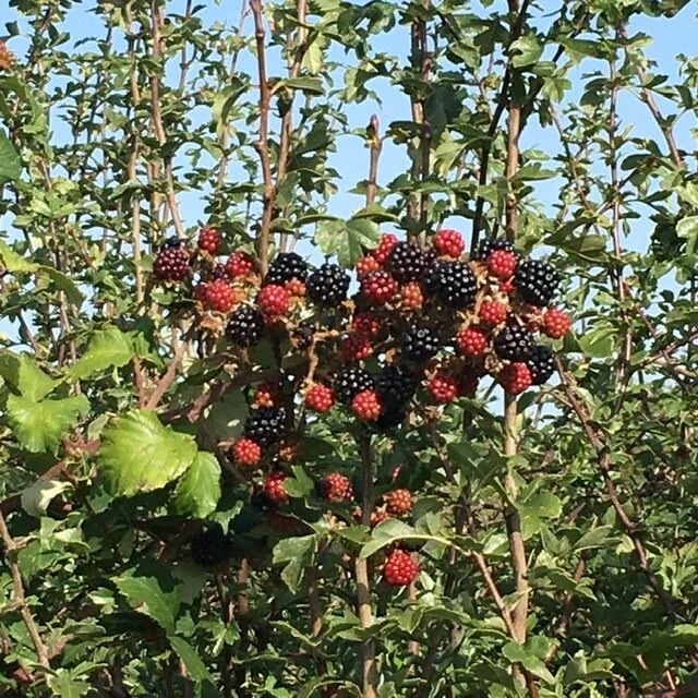 Autumn possibilities