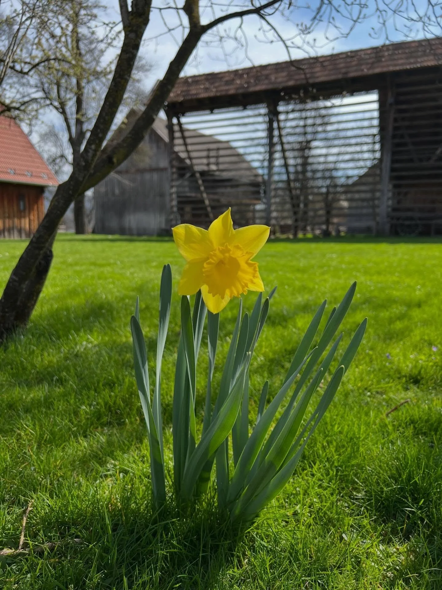 𝓓𝓻𝓪𝓰𝓮 𝓭𝓪𝓶𝓮, 𝓶𝓪𝓶𝓮!

Po&scaron;iljamo vam lepe pozdrave iz &Scaron;krabčeve domačije, kjer vetrič prijetno pihlja, rumeni narcis pa se takole baha na na&scaron;em travnatem dvori&scaron;ču in vam želi en krasen dan.

Vse lepo ob materinske