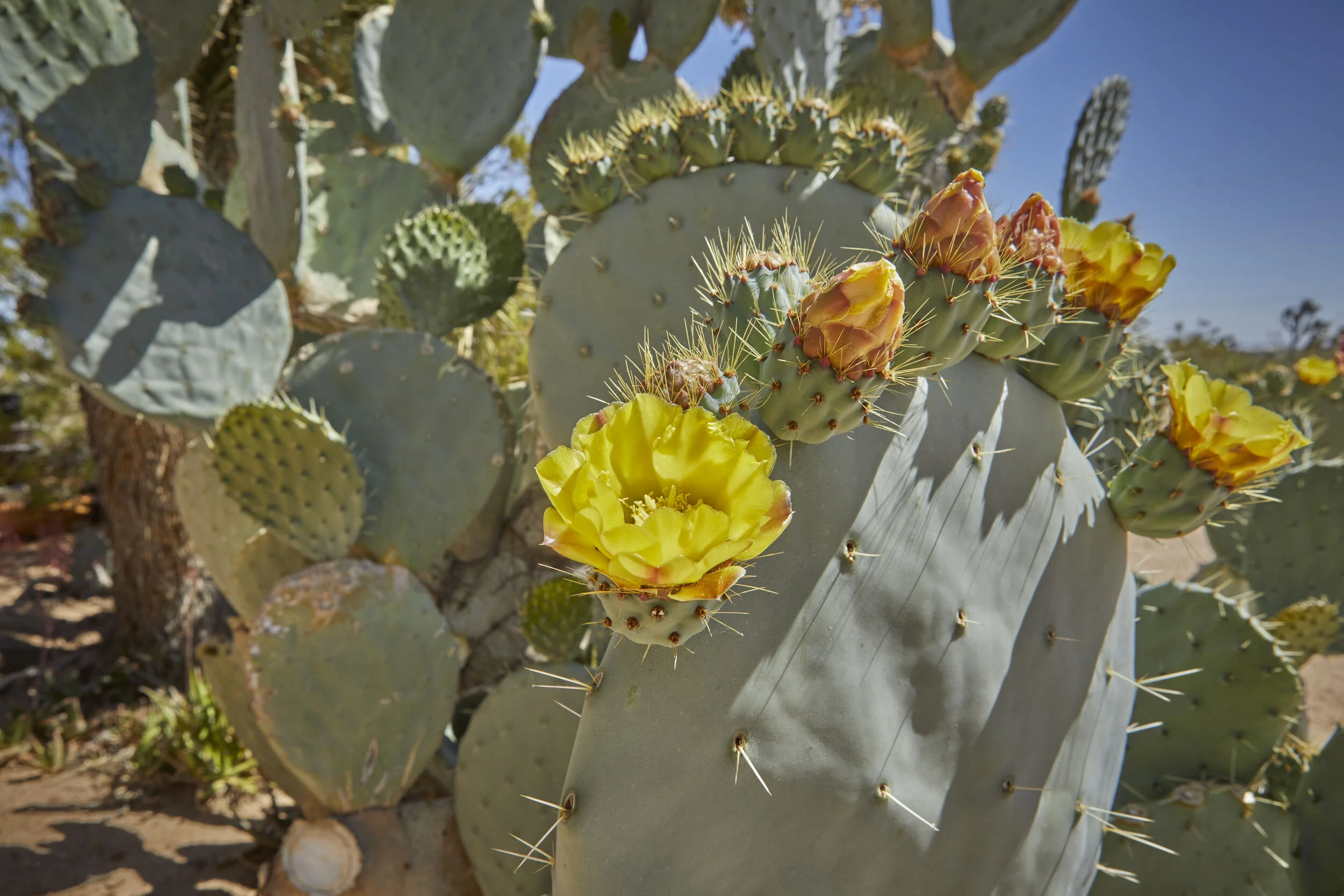 MBCA Desert-Wise Landscape Tours. Photo Heather Sommerfield