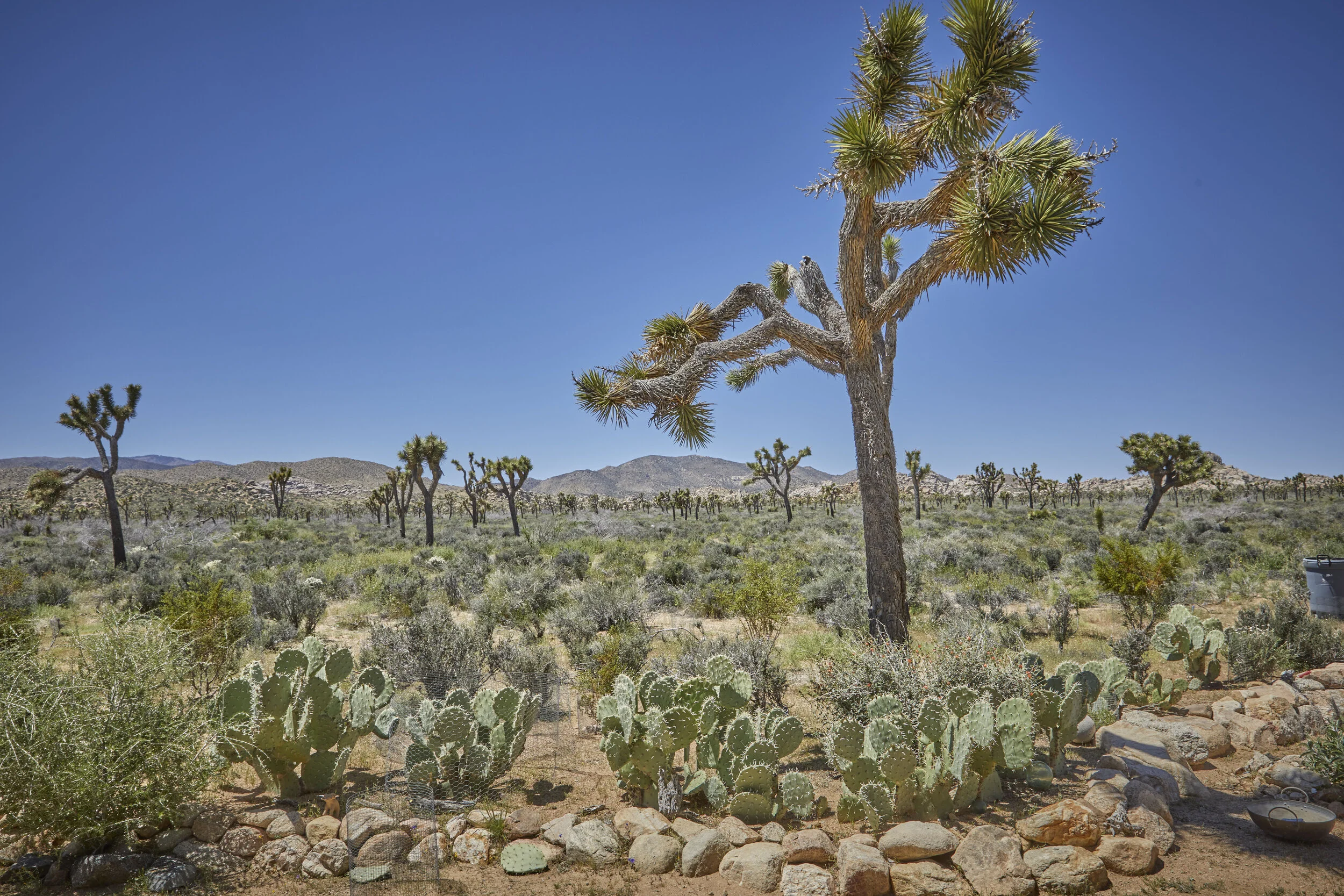 MBCA Desert-Wise Landscape Tours. Photo Heather Sommerfield