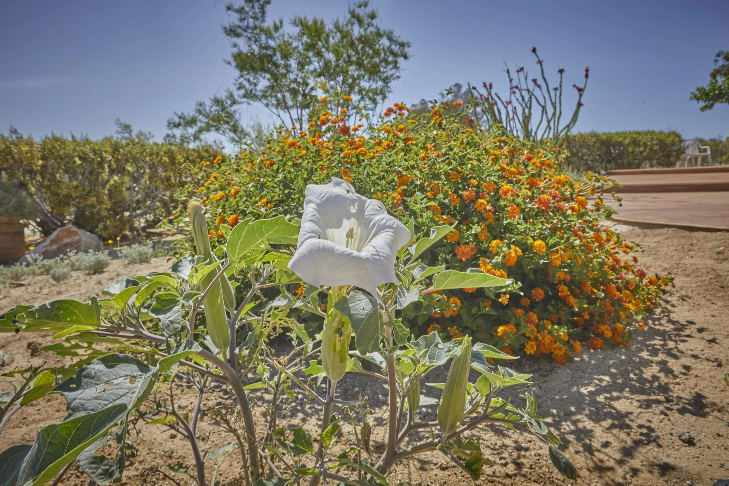 MBCA Desert-Wise Landscape Tours. Photo Heather Sommerfield