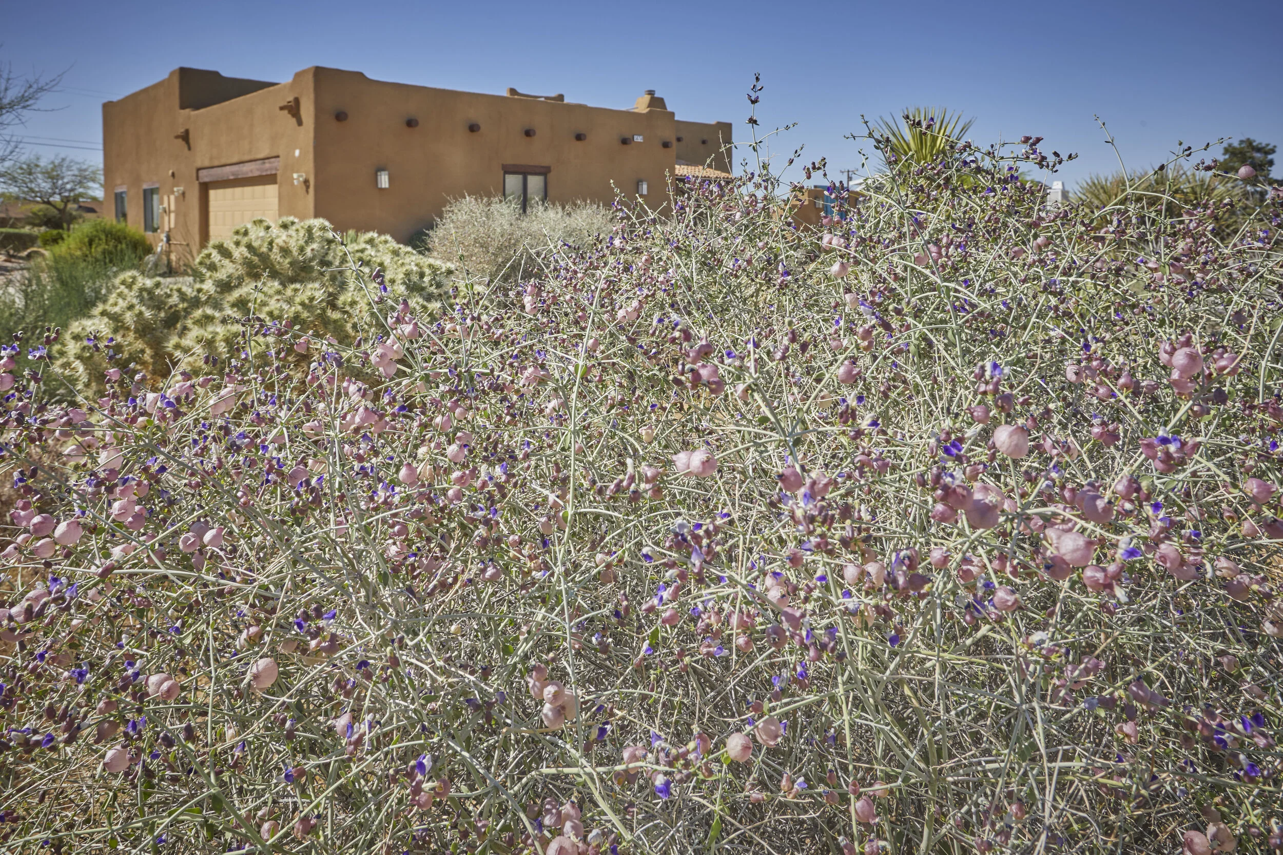 MBCA Desert-Wise Landscape Tours. Photo Heather Sommerfield