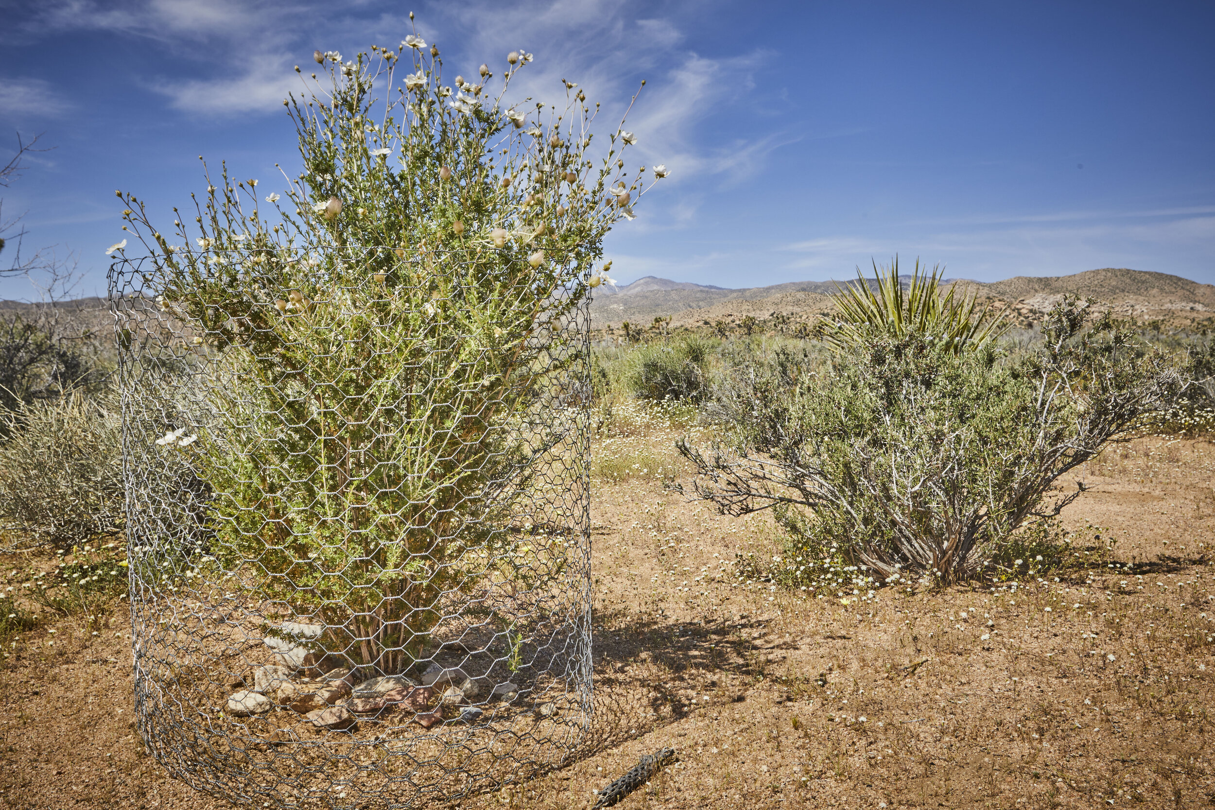 MBCA Desert-Wise Landscape Tours. Photo Heather Sommerfield