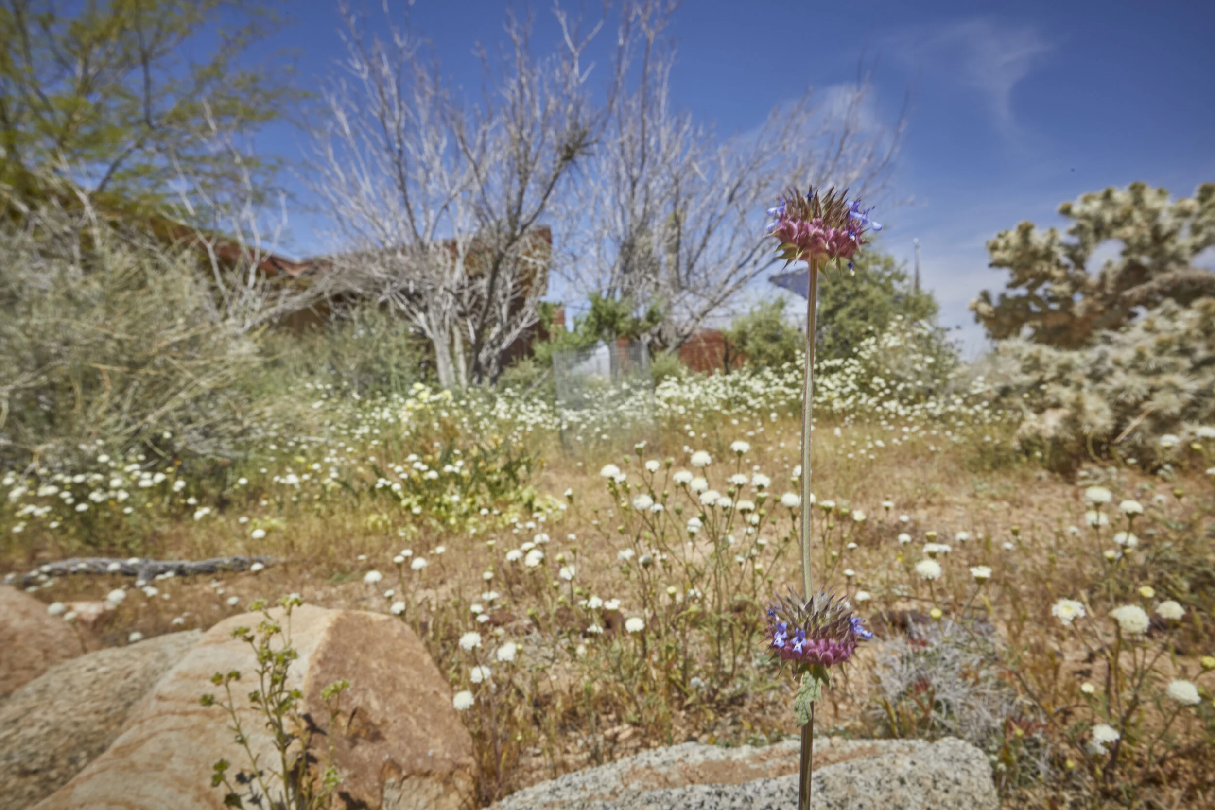 MBCA Desert-Wise Landscape Tours. Photo Heather Sommerfield