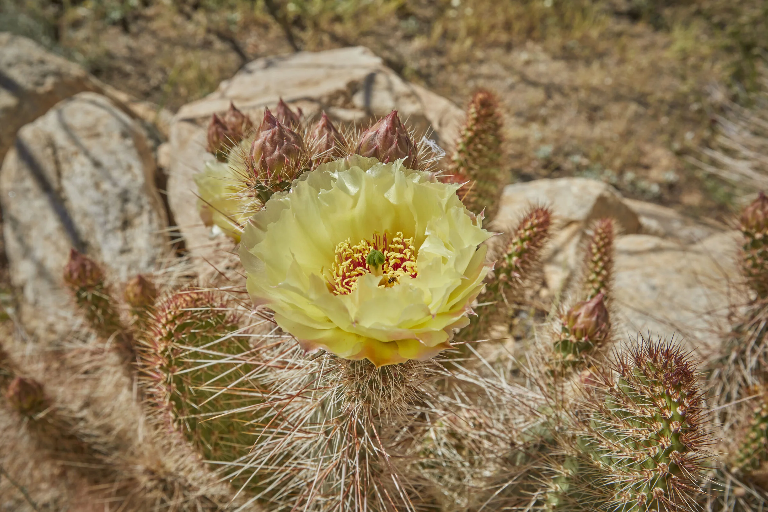 MBCA Desert-Wise Landscape Tours. Photo Heather Sommerfield