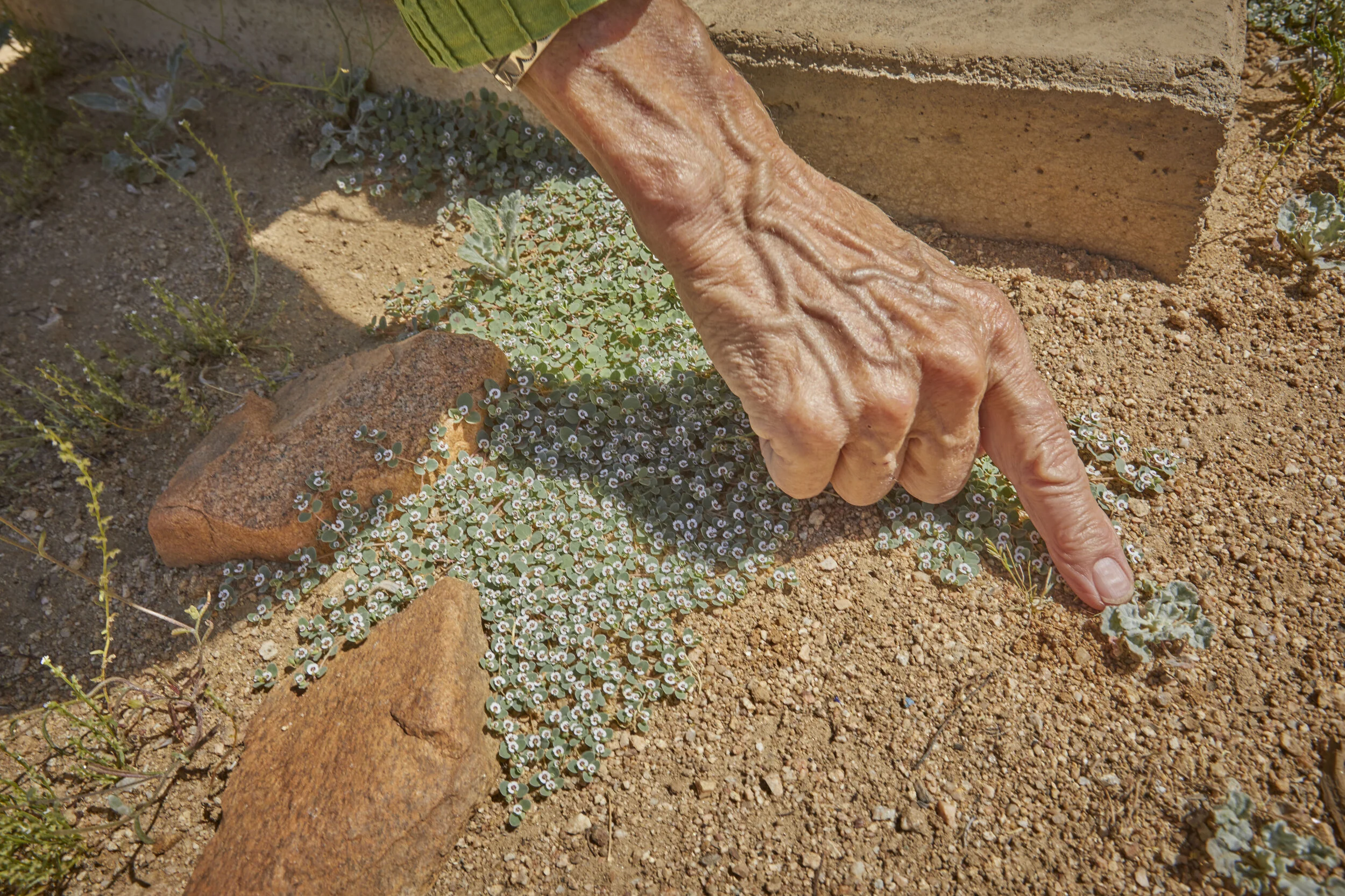 MBCA Desert-Wise Landscape Tours. Photo Heather Sommerfield