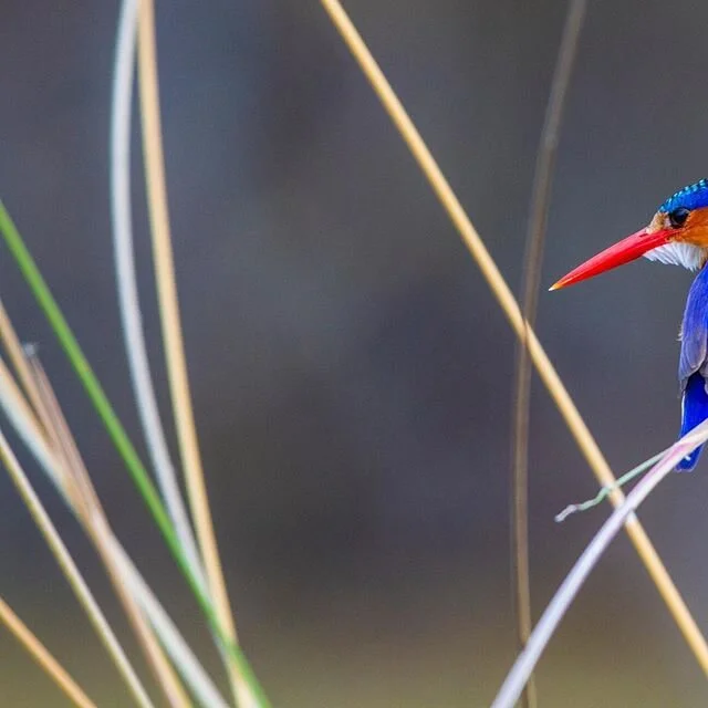Malachite Kingfisher, Botswana
&ldquo;Mets Bird&rdquo;
&bull;
&bull;
&bull;
&bull;
#magicalbird #nymets #botswana #africa #wildbirds #birdphotography #birding #kingfisher #watersafari #wildafrica #wildlifecaptures #magicalwilderness