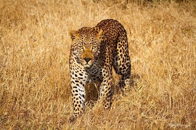 Me heading into the weekend.
&bull;
&bull;
&bull;
&bull;
And no I&rsquo;m not a cougar this is a leopard thank you VERY much.
&bull;
&bull;
&bull;
#leopard #attack #prowl #africa #wildanimals #africanwildlife #bigcats #wildcats #africanwildlifephotog