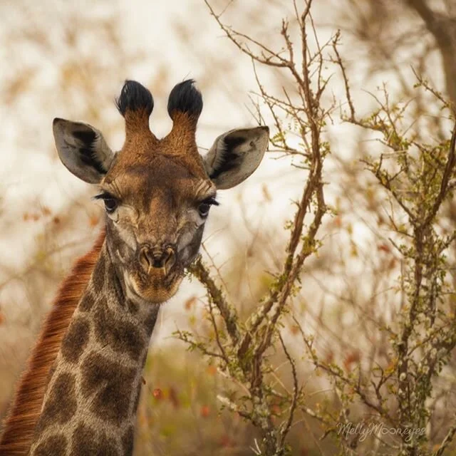 Me when I spot a human strolling through a crowd of people without a mask on. &bull;
&bull;
&bull;
#rubberneck #giraffe #wearamask #sophiethegiraffe #africa #southafrica #wildlifephotography #wildlife_shots #wildlife_perfection #wildlifeofinstagram #