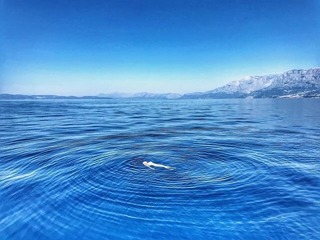 A year ago today I was floating in the Adriatic Sea. 2020 has taught me the greatest lesson about cherishing every moment you have when you travel because you never know when it might be your last trip.
&bull;
&bull;
&bull;
#croatia #worldtraveler #b