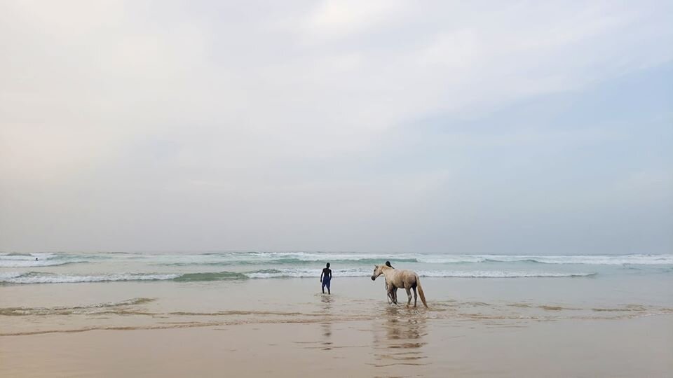 sea horse