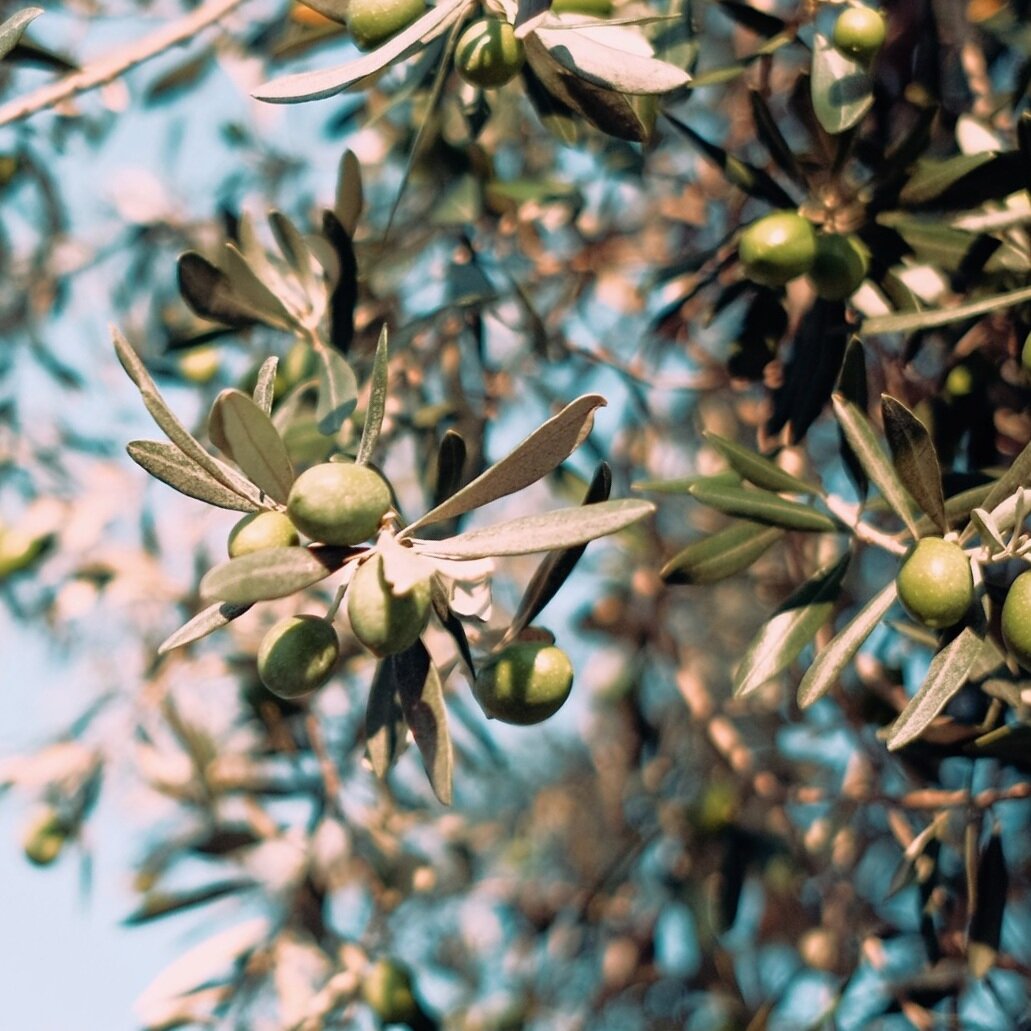 Acorns