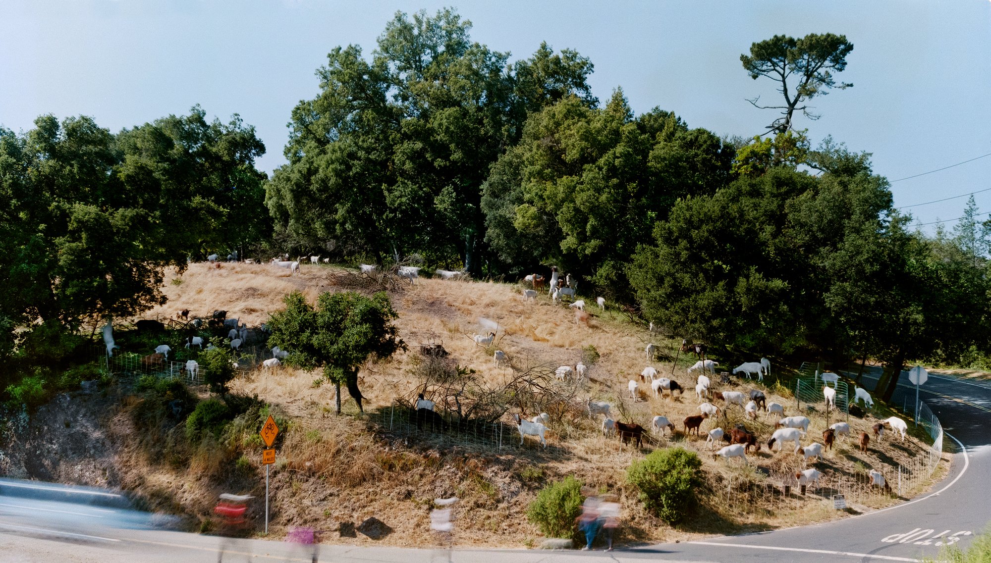 Grizzly Peak Blvd. 7