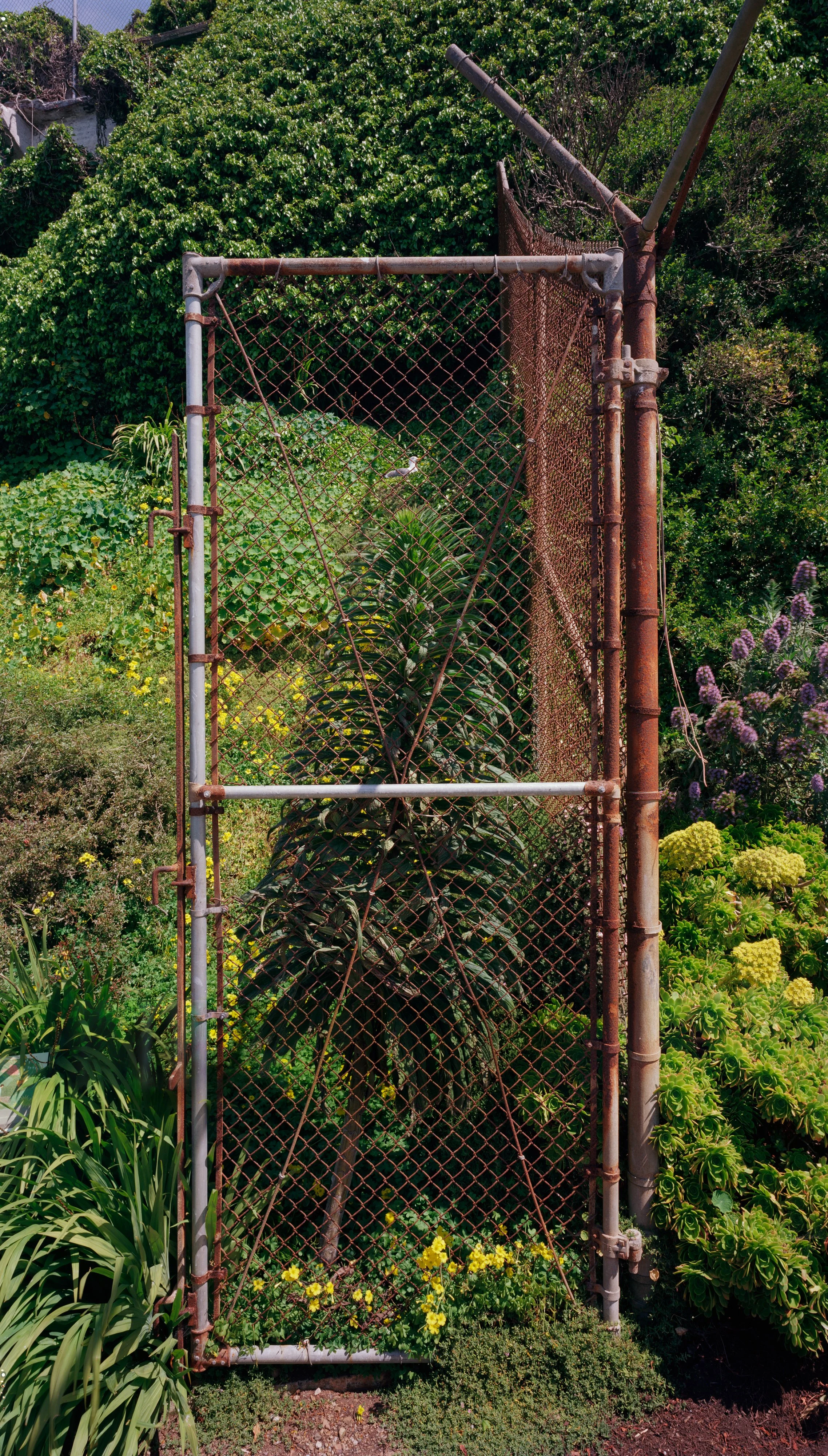 The Prisoners' Garden