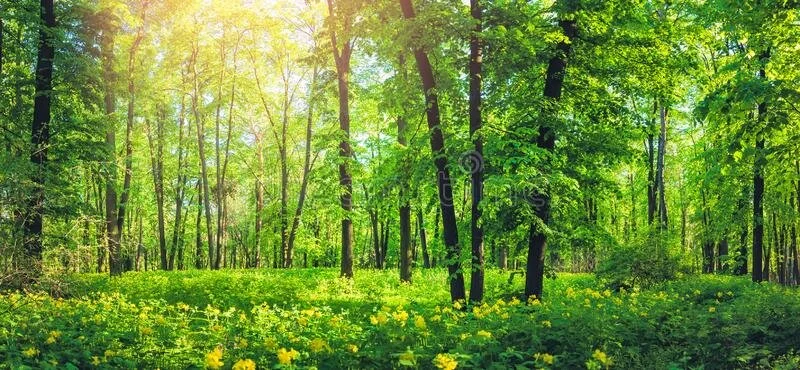 trees3.jpg