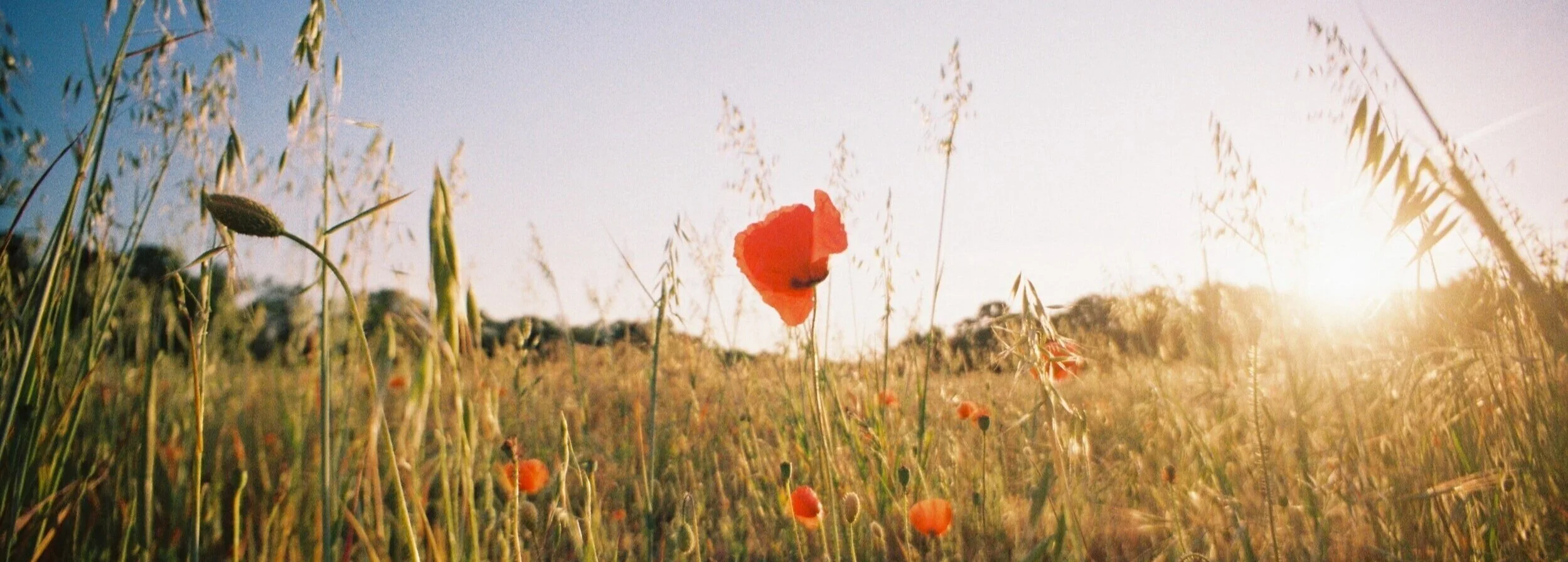 single flower.jpg