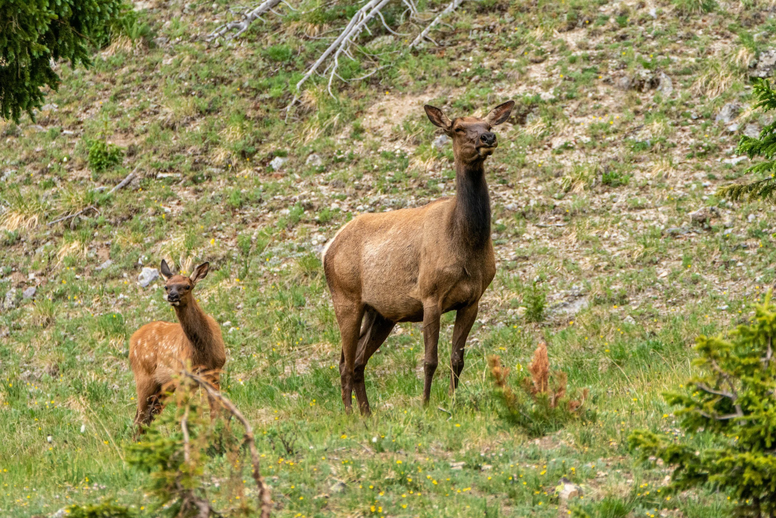 Nature &amp; Wildlife Soundscapes