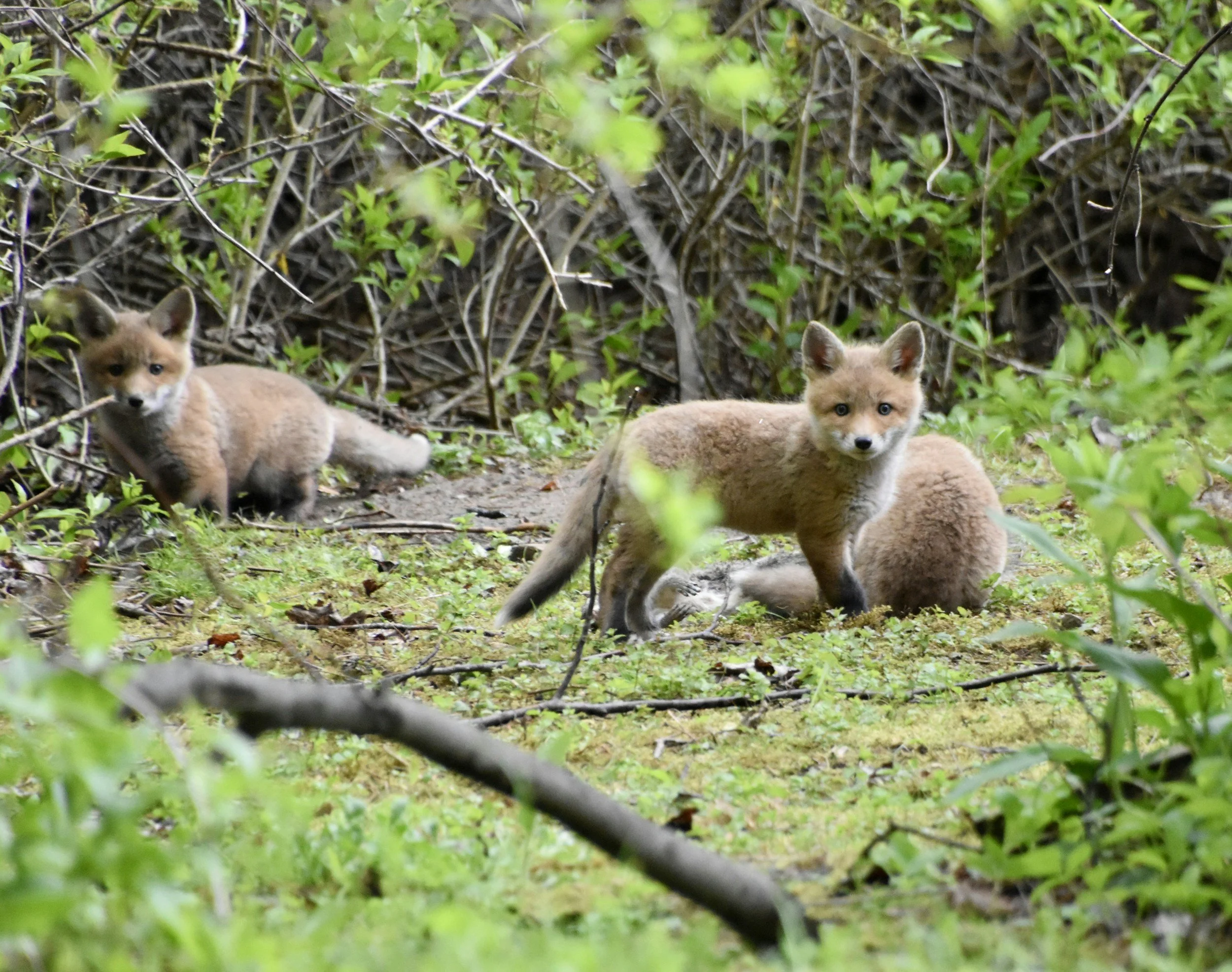 Nature &amp; Wildlife Soundscapes