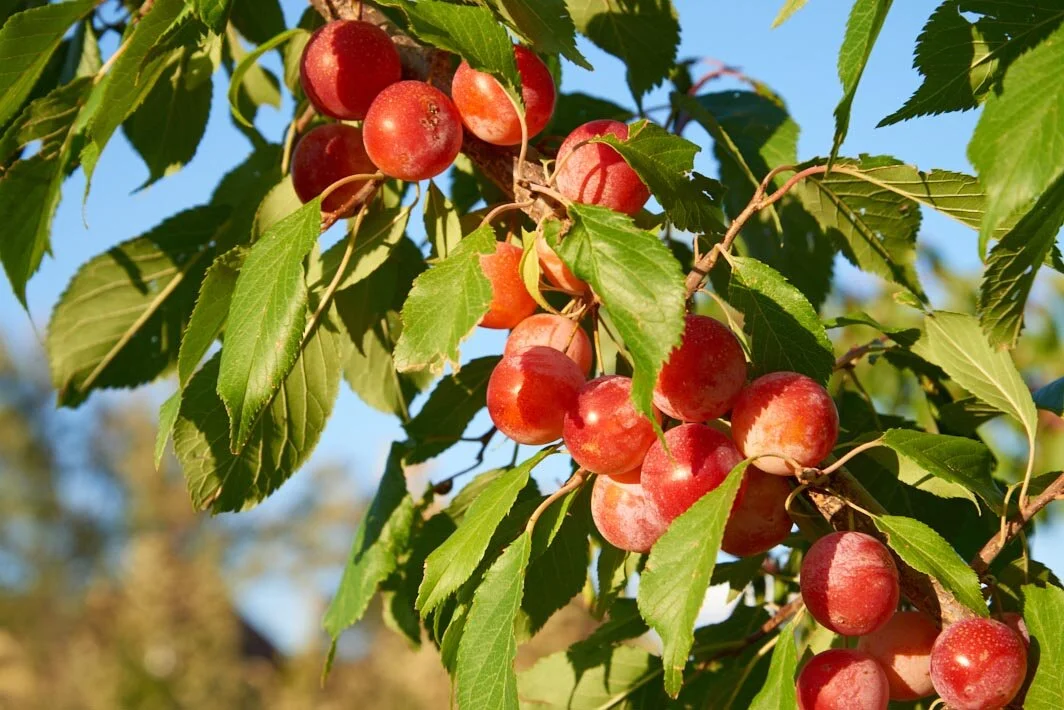 North-fork_fruit_1600.jpg