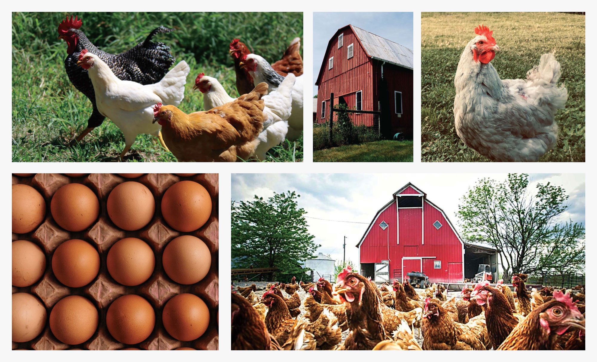  Stanton Brothers brand imagery of chickens, barns, and eggs. 
