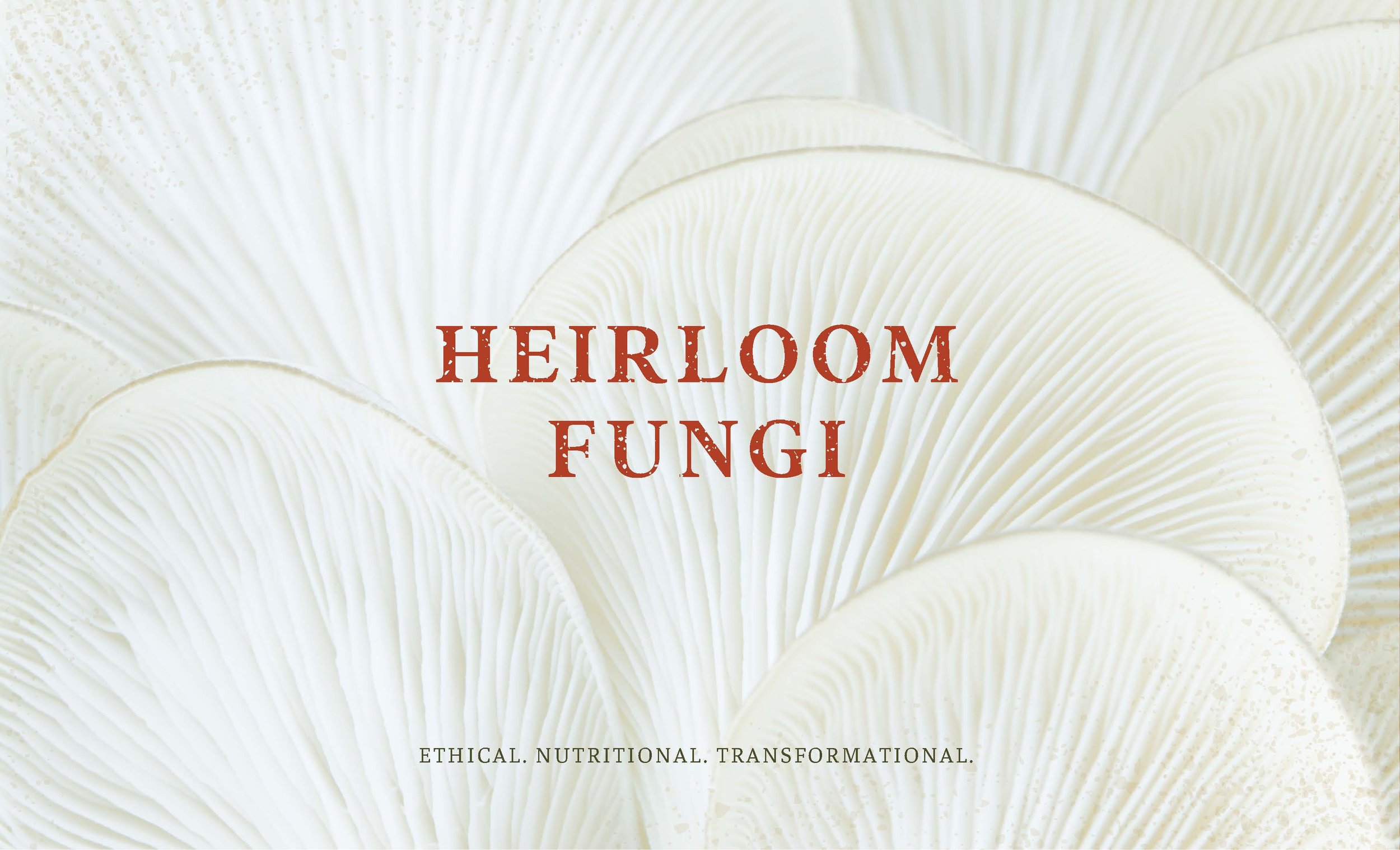  Heirloom Fungi logo on background of white mushrooms. 