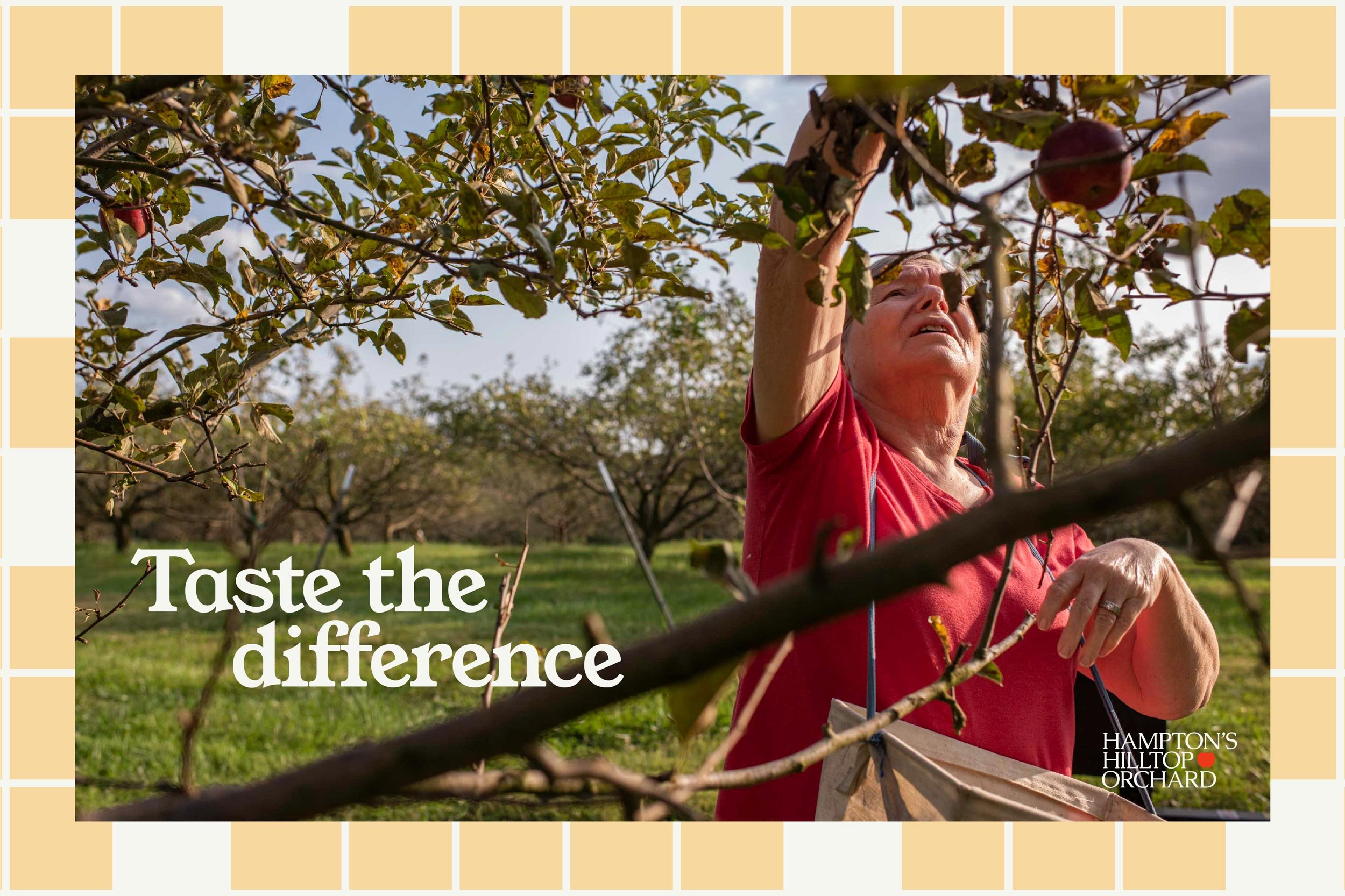  Photo of a woman picking apples with text “taste the difference.” 