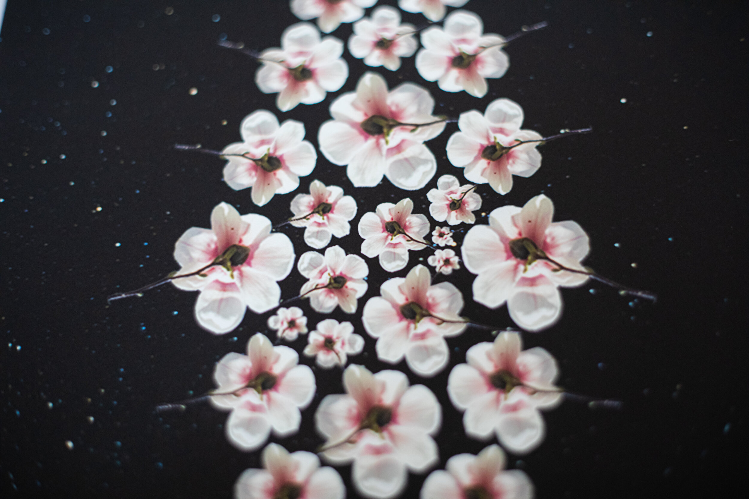 starflower_printphoto-8.jpg