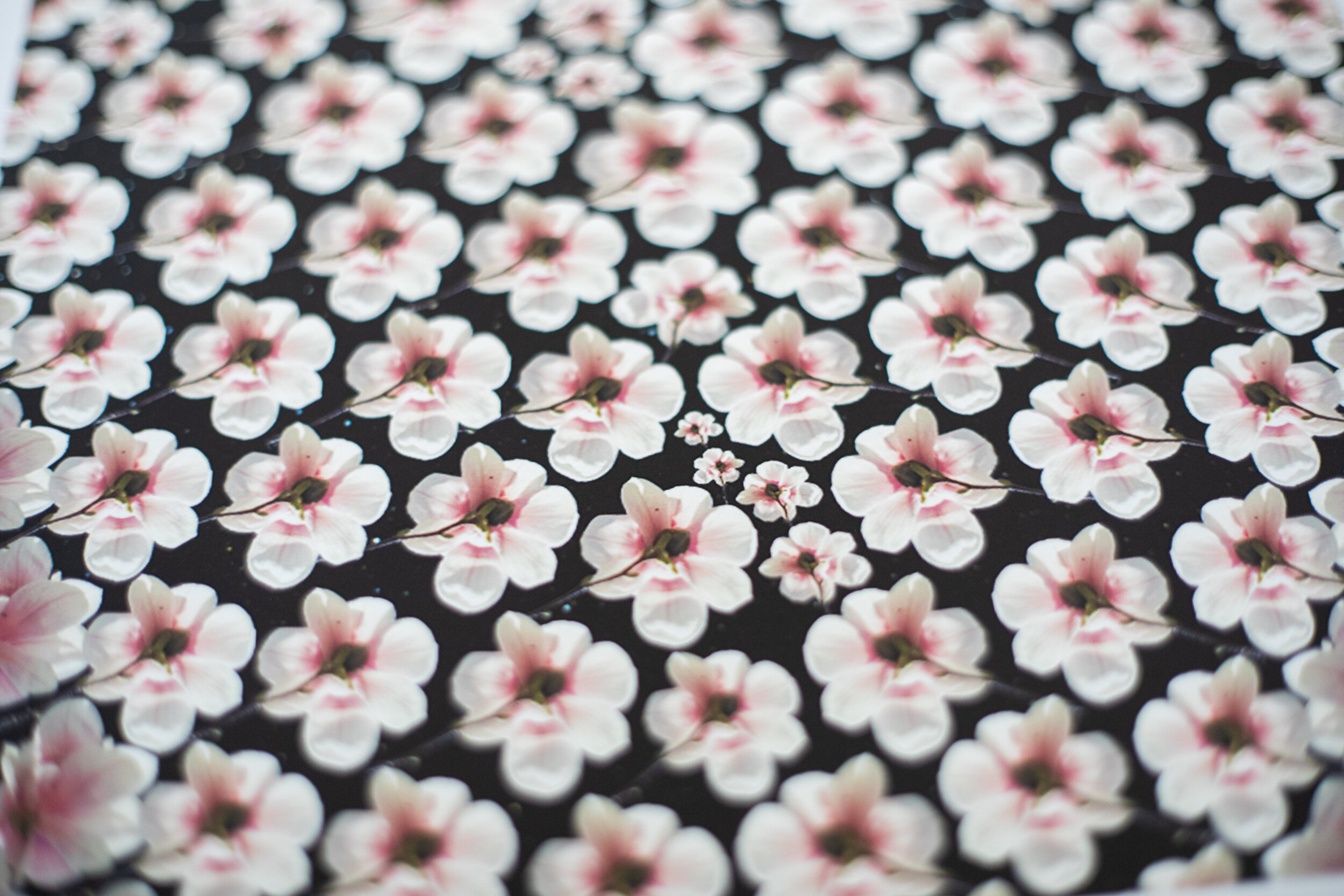 starflower_printphoto-9.jpg