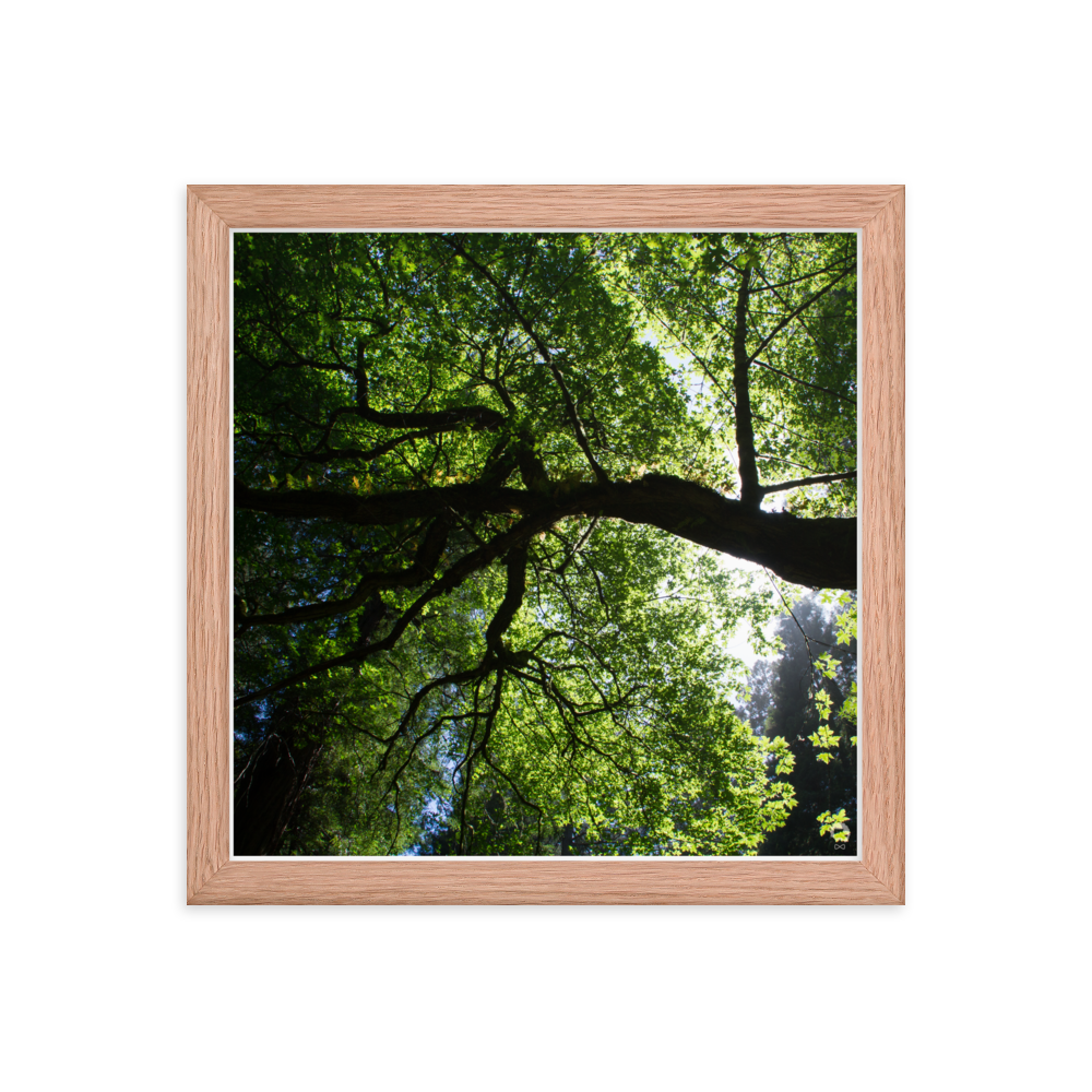 enhanced-matte-paper-framed-poster-(in)-red-oak-12x12-transparent-675122df72103.png