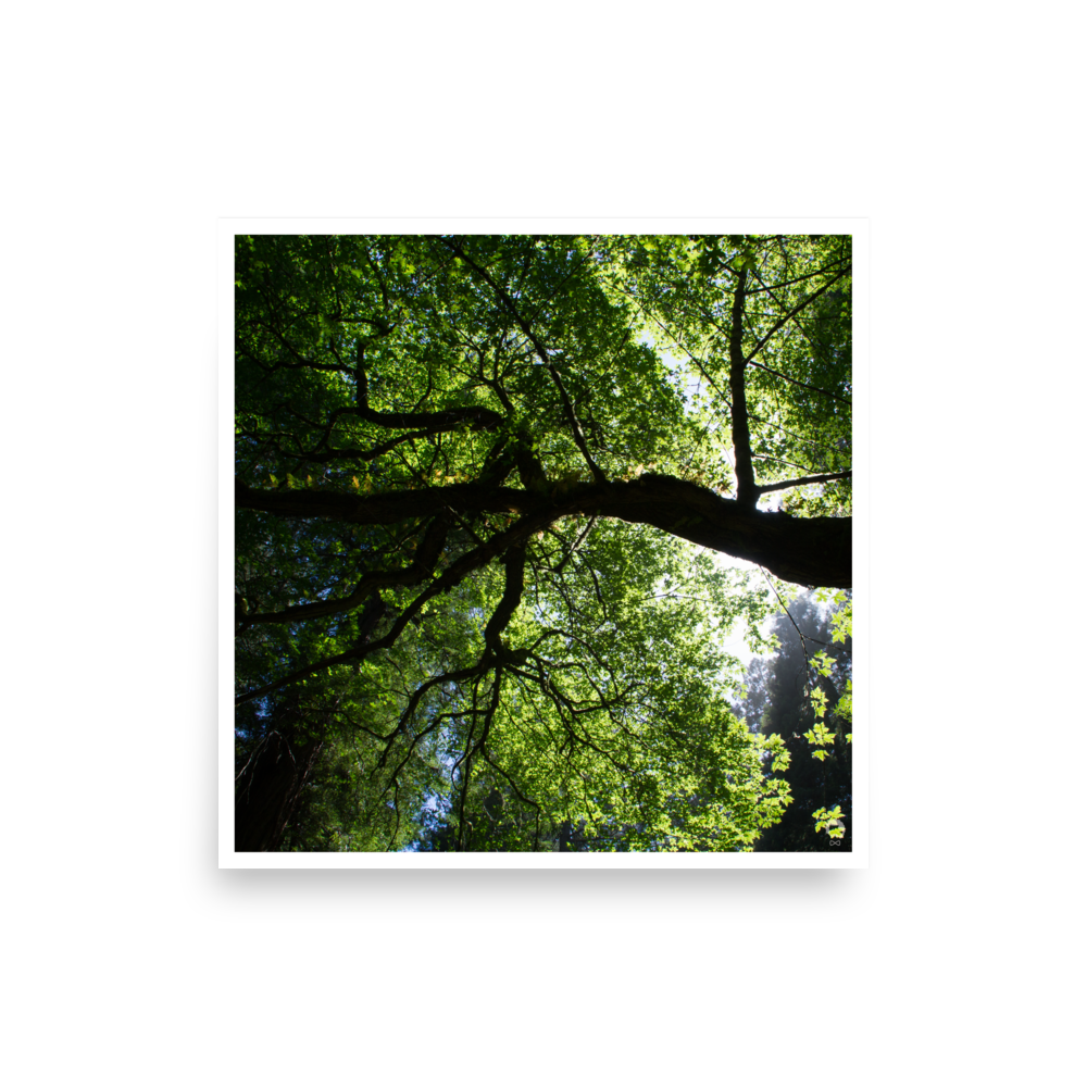enhanced-matte-paper-poster-(in)-16x16-front-675134c69cea6.png