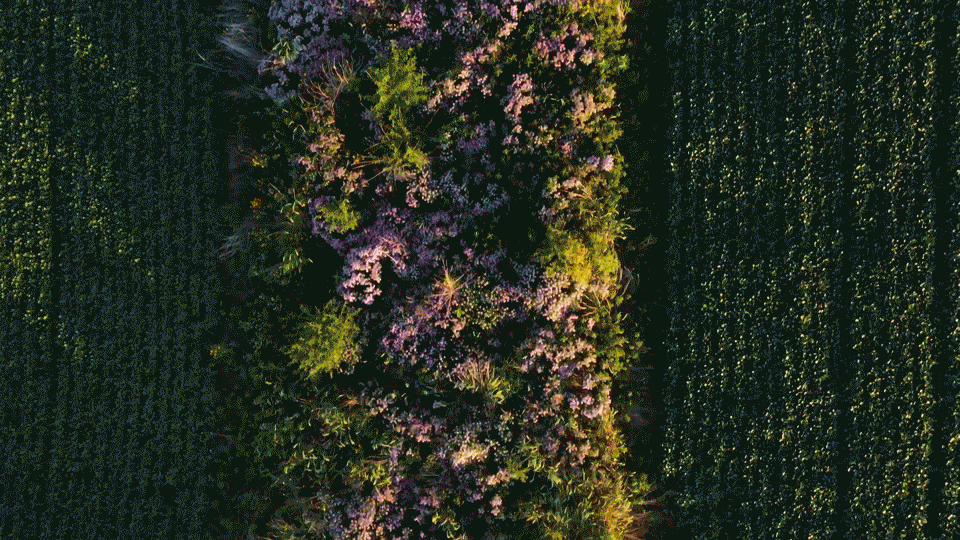 Whole Foods Climate Connections