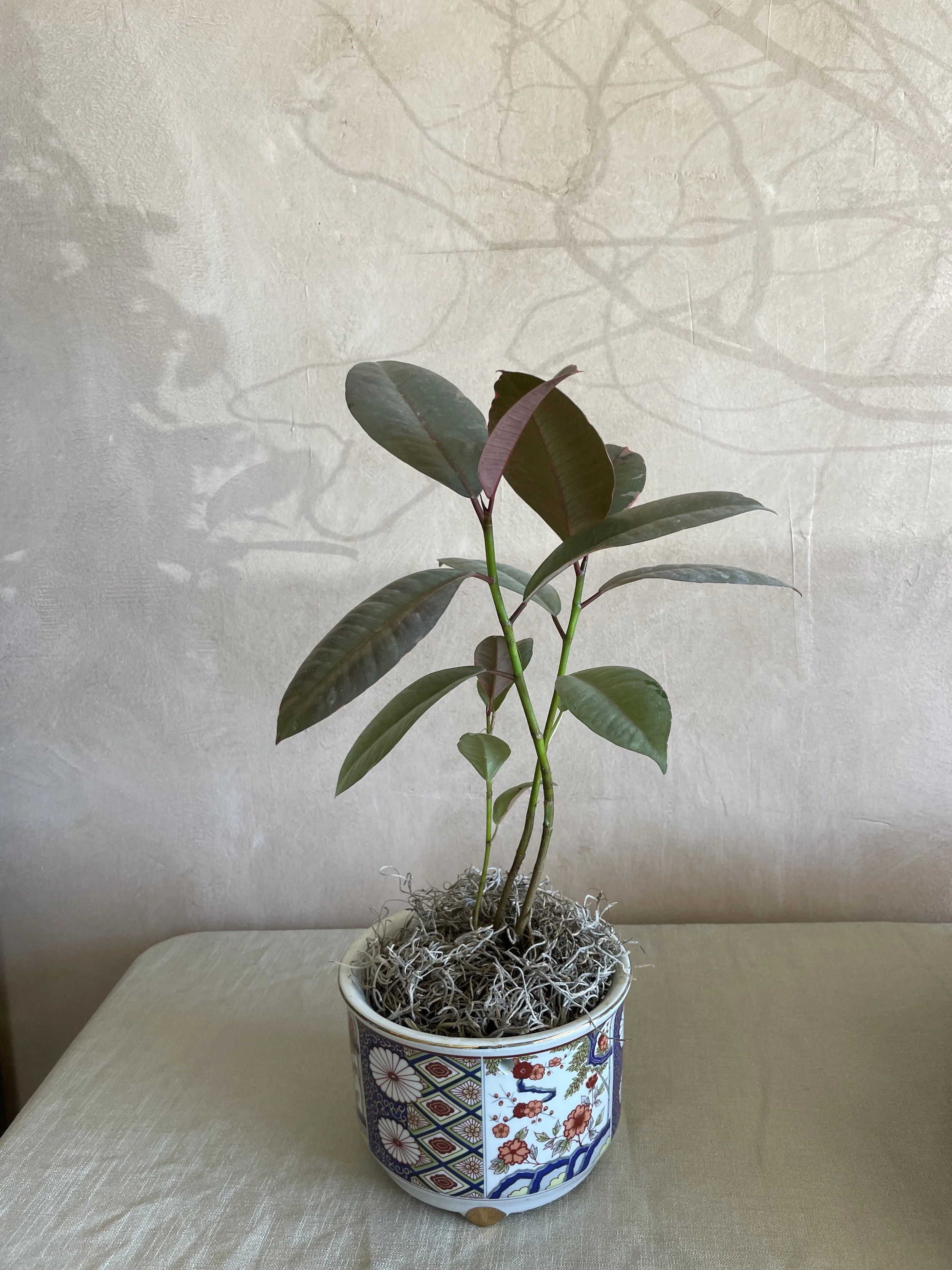 Plant in Porcelain Vase
