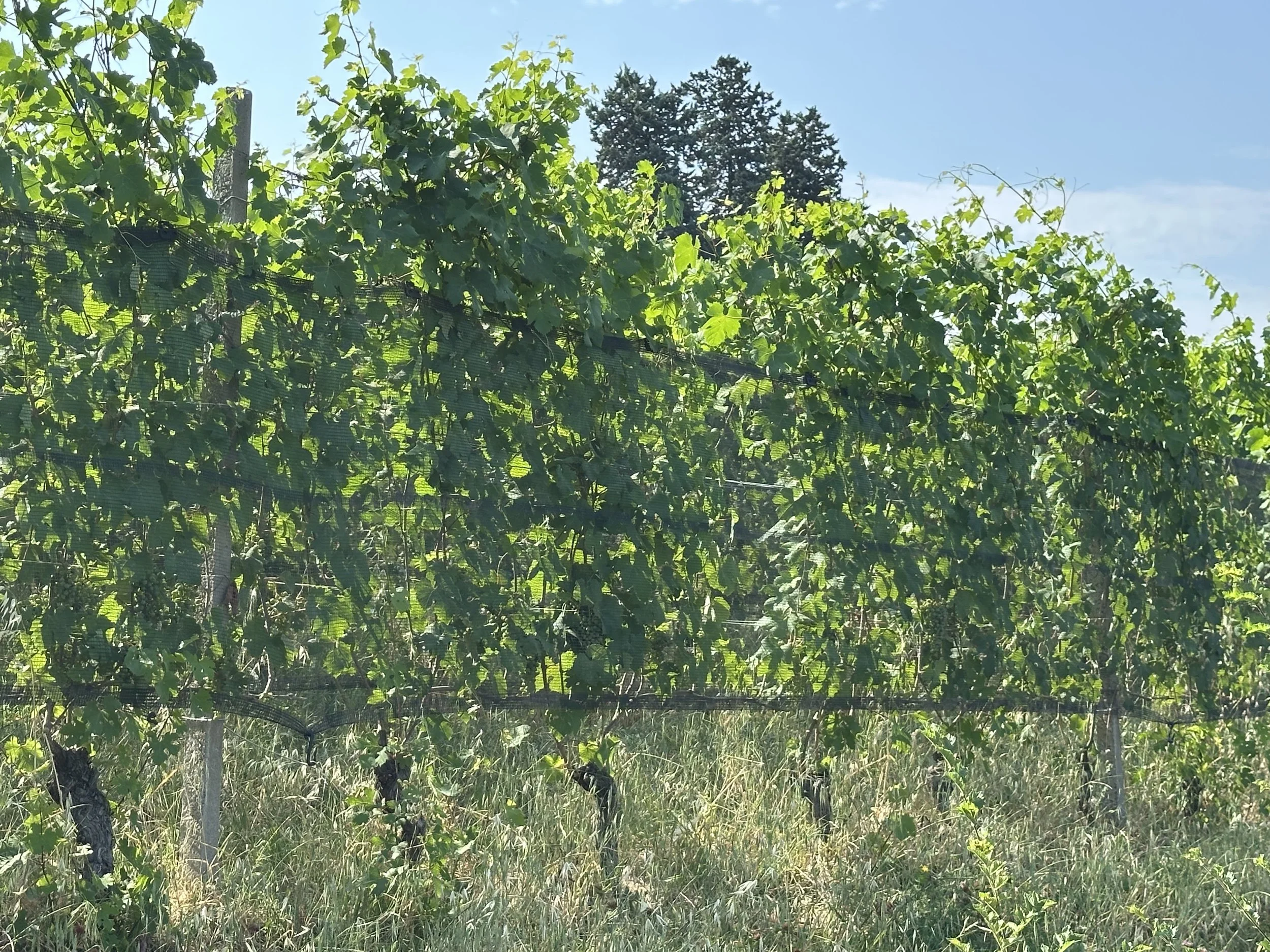 Protective nets are used to against hail, excessive sun, and birds in Pio Cesare's vineyard in Piedmont, Italy