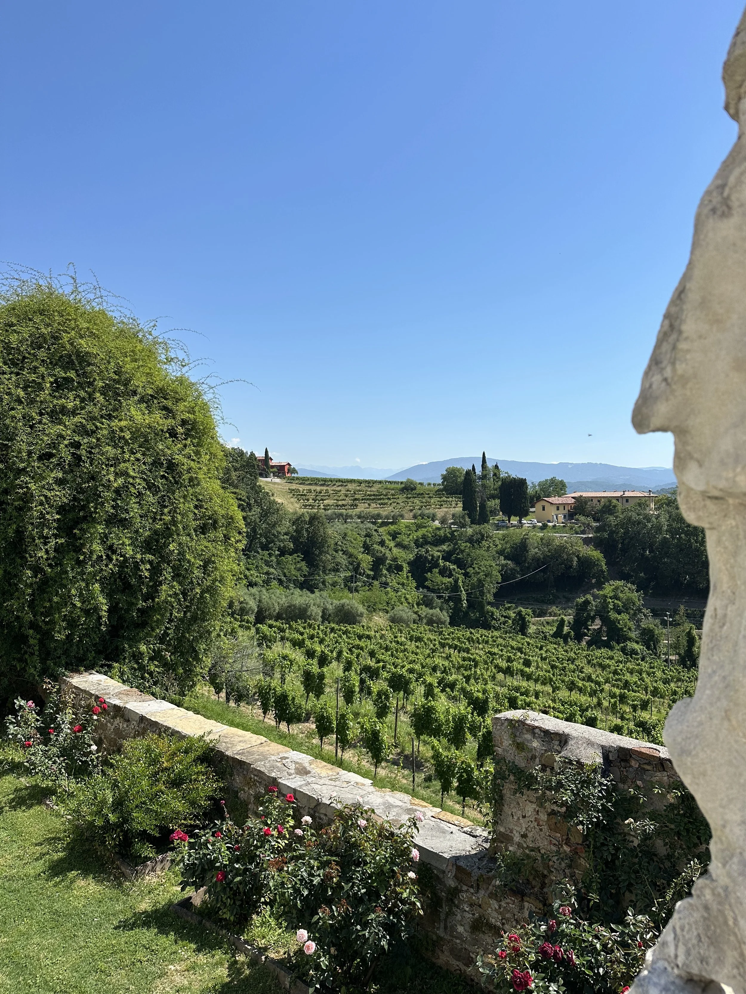 Livio Felluga_Rossazzo Abbey_Vineyard_2 glimps of vineyard.jpeg