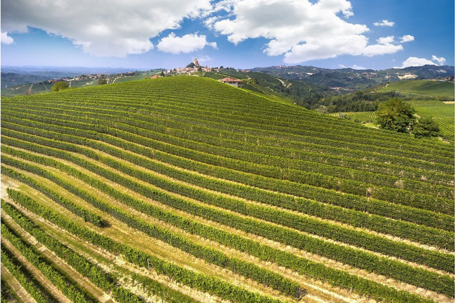 Ornato Vinyeard 