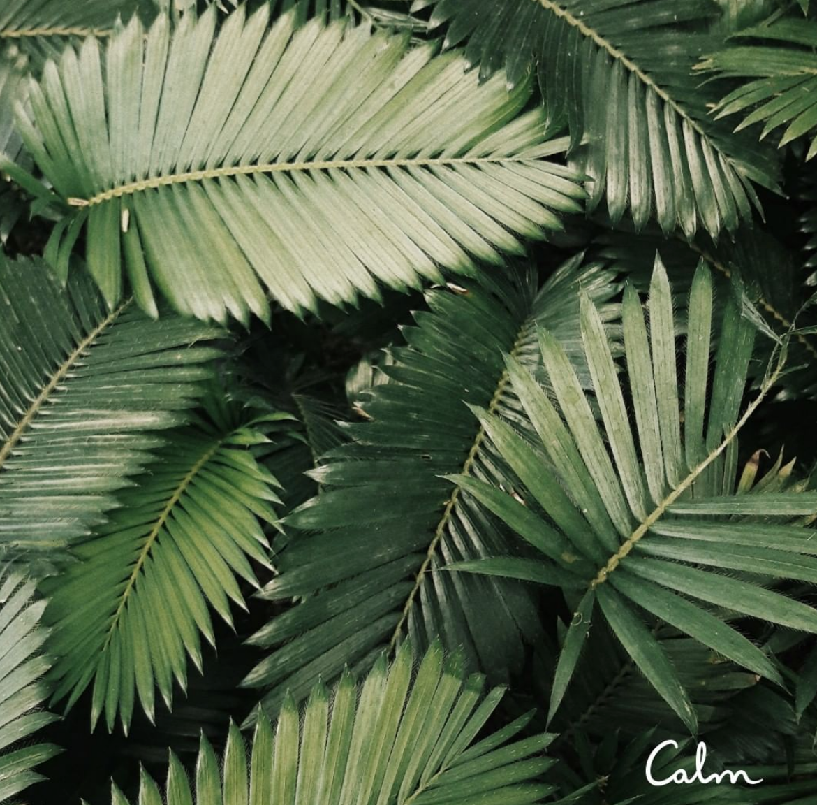 Calm 