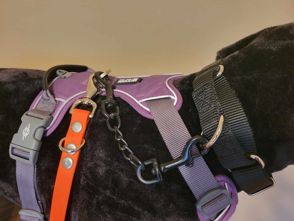 Harness and martingale with safety clip