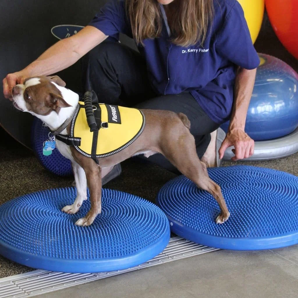 FitPAWS® Dog Balance Disc – 22”, Blue