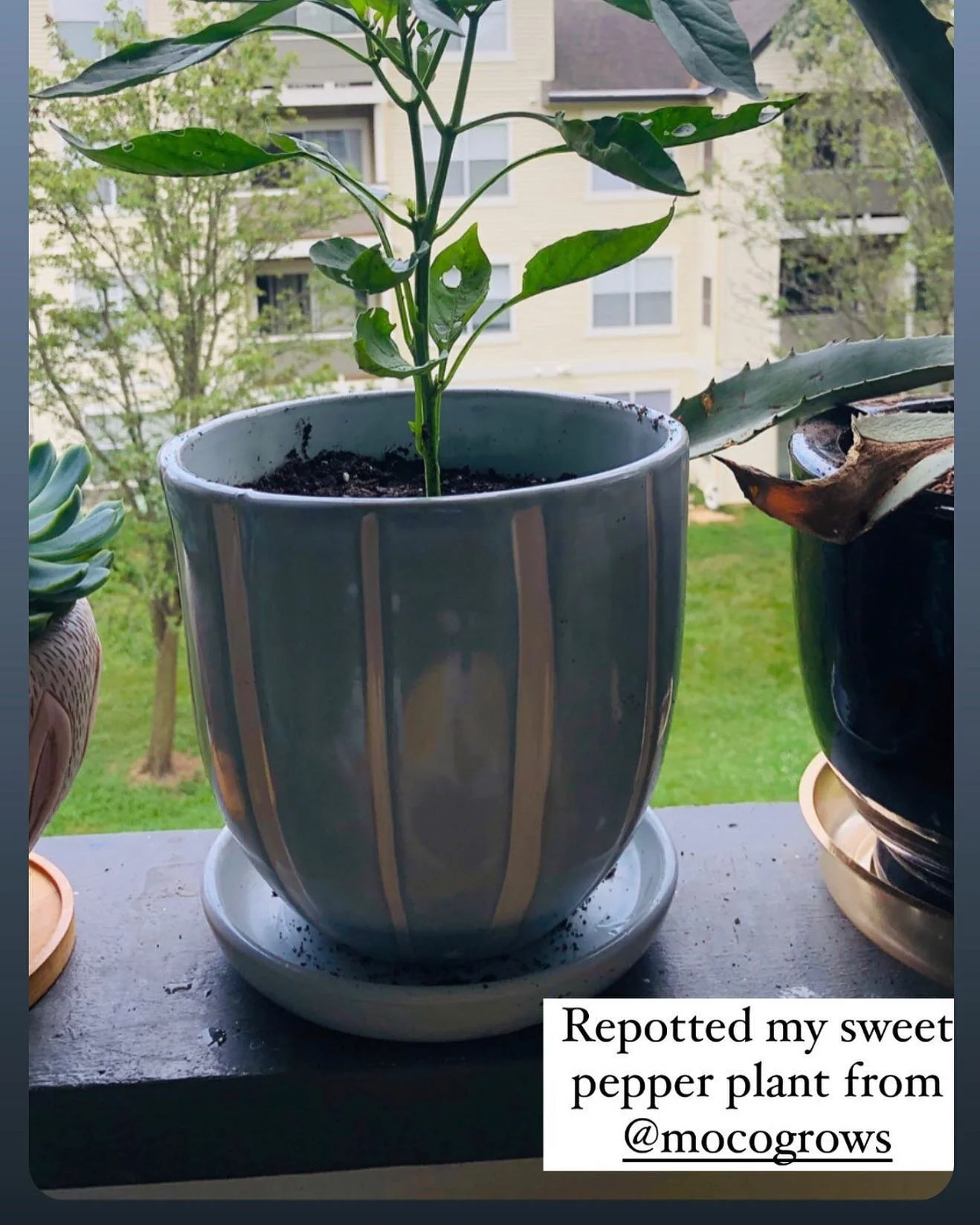 Thank you for the update @tiffaknot ! Remember to send your progress to us, @ us  and is the #mocogrows hashtag. HAPPY SUNDAY!!