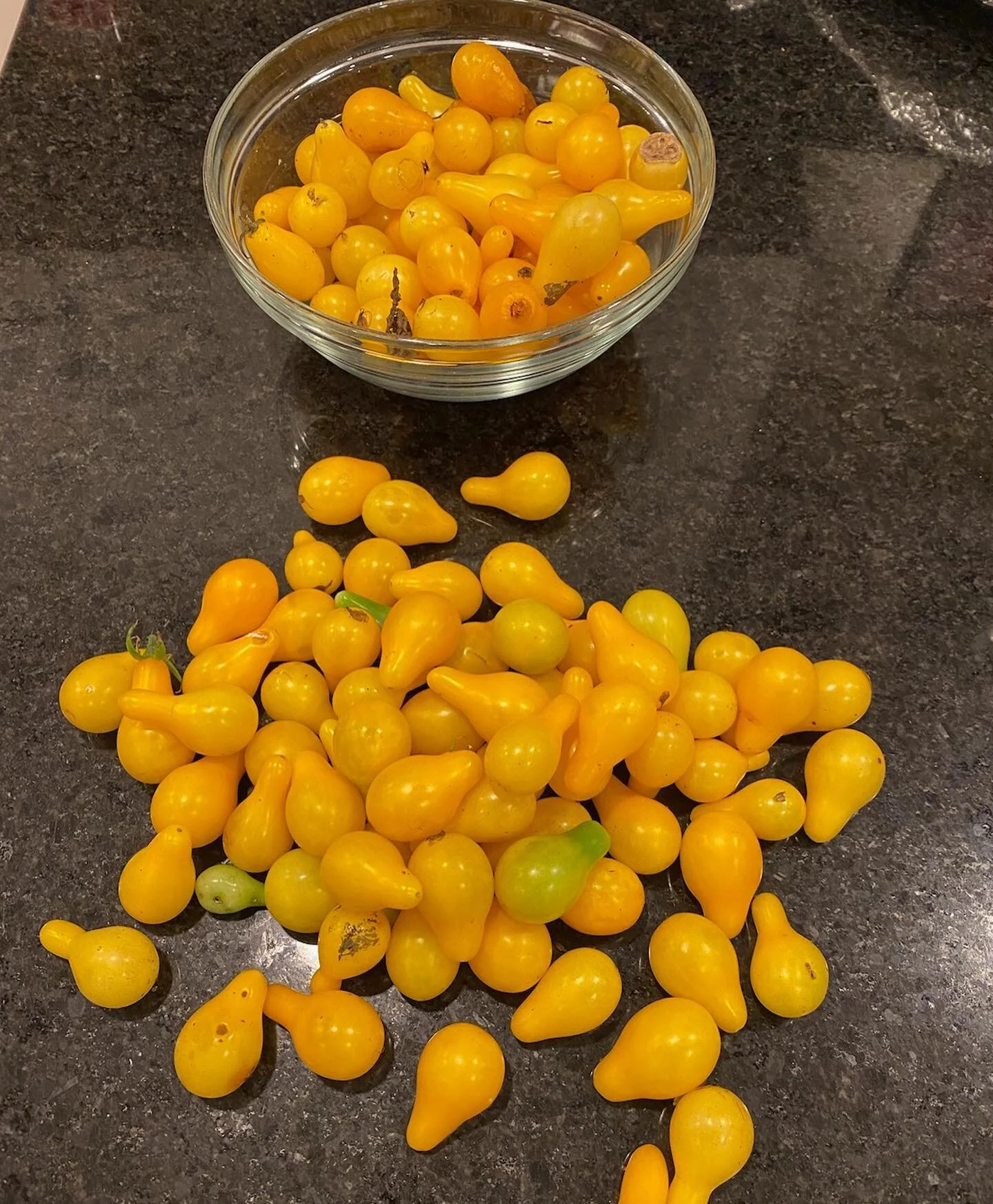 Last year our dear friend @sewingwithcj refused to get growing because she was afraid it was going to be too much work. We bullied her (dropped plants at her door) because we knew she wouldn&rsquo;t let things die (bless her heart). This year she too