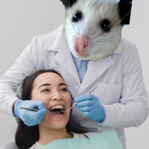 Everyone knows opossums are great at pest control, but it turns out, they're great at controlling tartar, too. Little Jelly Bean is all grown up now, and working as a dental hygienist! We were able to fund his education thanks to the generosity of ki