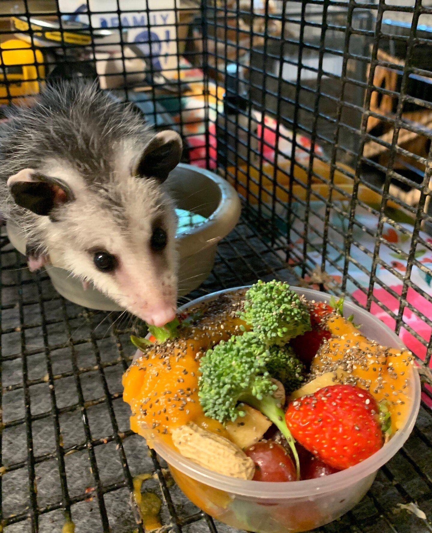 They really do eat better than I do. Thanks to our generous donors who've been supplying surplus produce lately! Our bellies are full, and our hearts are happy!