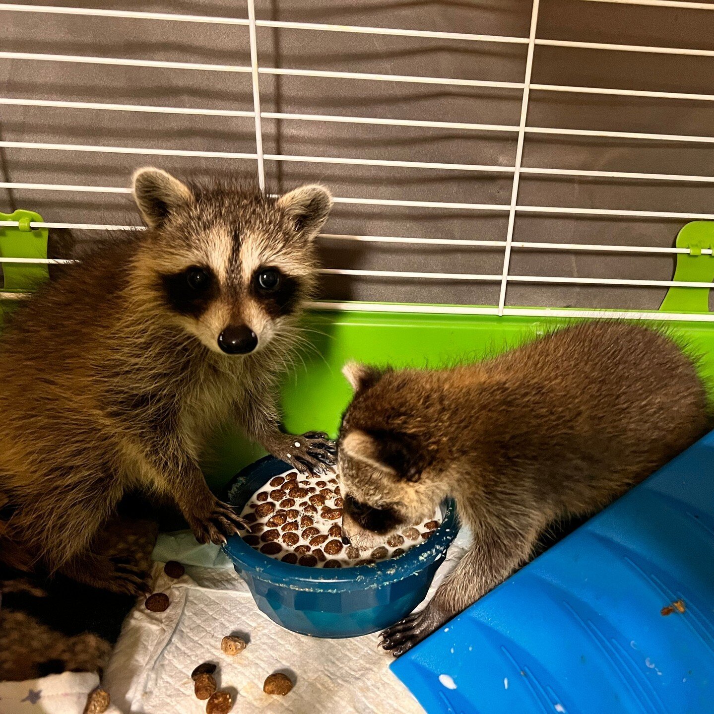 &quot;C'mon, Gary, chug!&quot; ⁠
#peerpressure #wildliferehab #wildliferescue #raccoonrescue #trashpandas