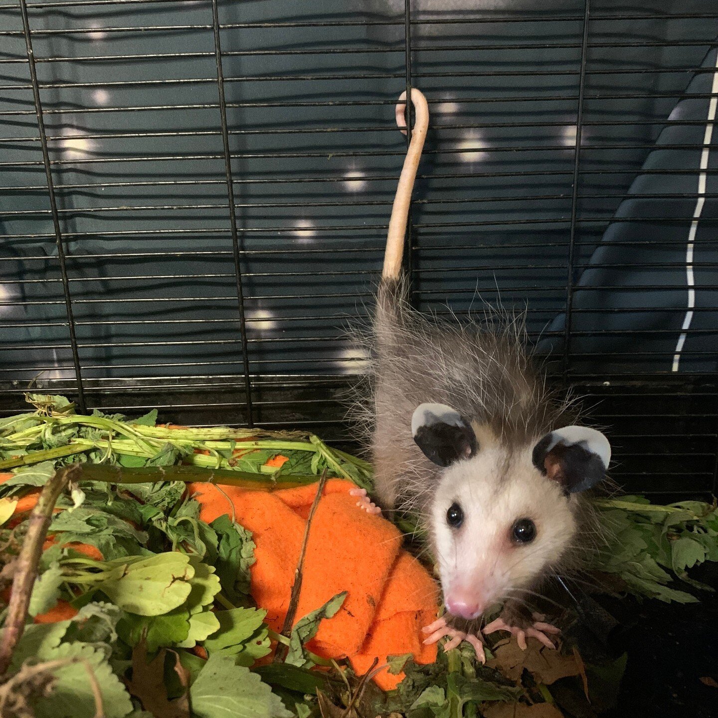 &quot;Hello, I am an opossum. I have opposable thumbs and a prehensile tail and an uncanny ability to steal hearts.&quot; ⁠
⁠
#tennesseewildlife #wildliferehab #wildliferescue #opossumoparty