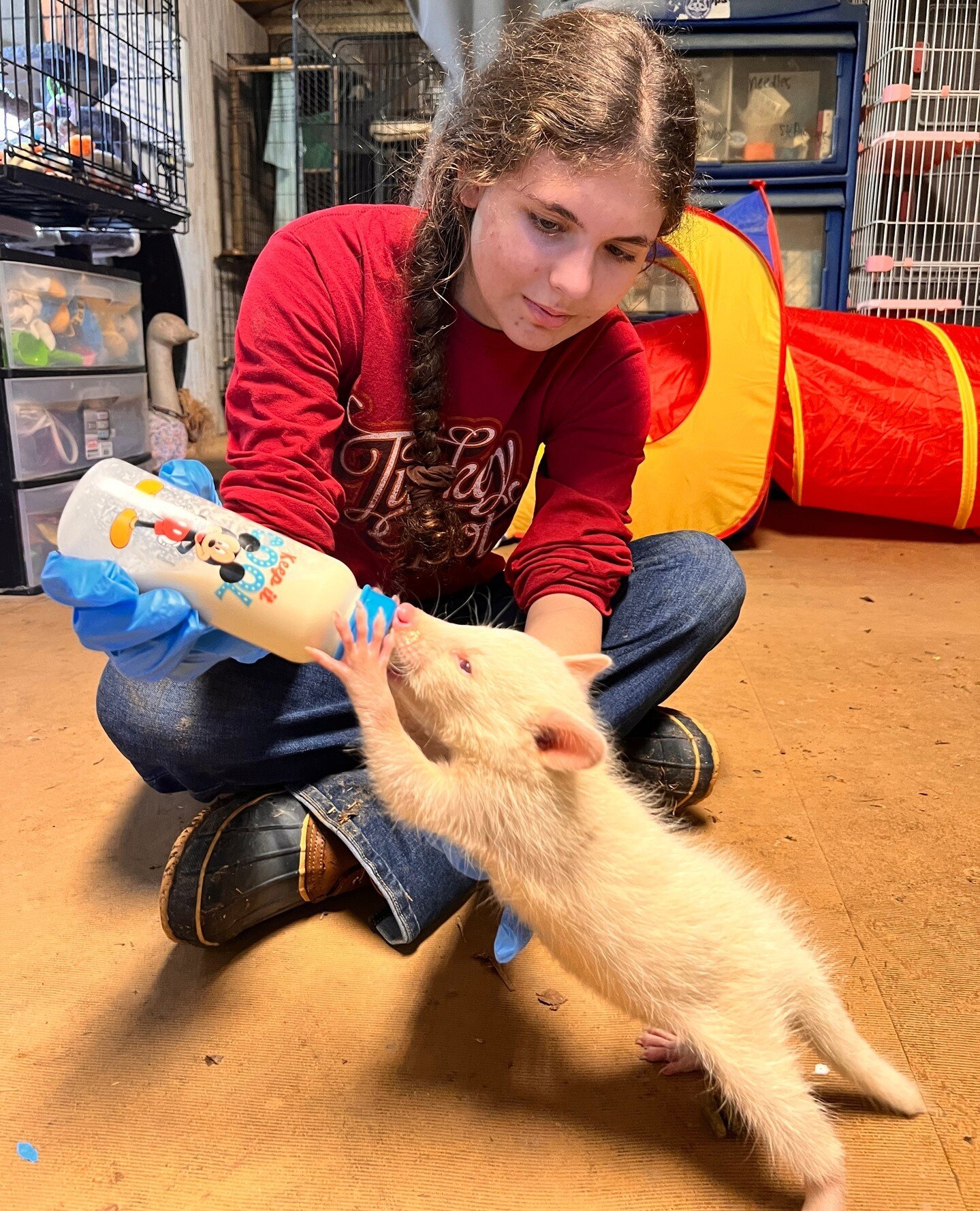 Last week, we were honored with our first ever intern, Sara from Lausanne Collegiate School. She spent her week with us cleaning critter condos, scrubbing messes, organizing linens, providing enrichment, meal prepping, feeding animals, filing paper w