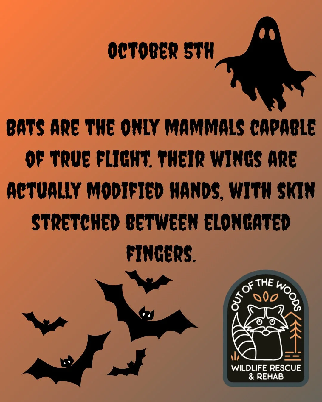 DAY 5 OF 31 DAYS OF CREEPY FACTS! #halloween #october  #creepy #wildlifeeducation #tennessee #outofthewoodswildlife #westtennessee #spider #bat #worm #snake #raccoon #rat