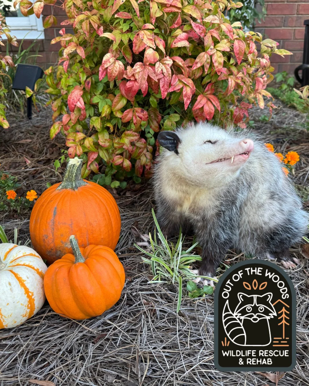 Our non-releasable educational ambassador Ralph celebrating fall amongst the pumpkins! It&rsquo;s difficult to keep the attention of a blind opossum for pictures, but he still looks darn cute regardless! 
When Ralph was a baby he was attacked by a ca