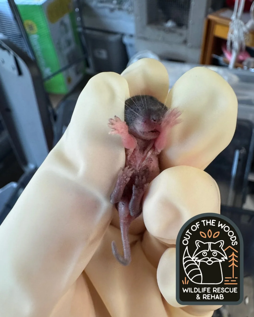 This is Jerry (named by his finder) who is a baby mouse. His finder drove 1.5 hours to bring Jerry to OOTW after finding him in the parking lot at work!!! ⭐️ Jerry weighs in at only 2.5g and is being fed with a special feeding tube due to his tiny si