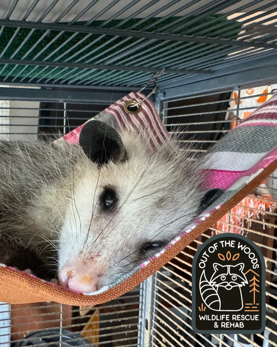 When you realize it&rsquo;s only Tuesday. 😆 #opossum #outofthewoodswildlife #tennessee #westtennessee #wildlifeeducation #wildliferescue #wildliferehab #rescueandrelease