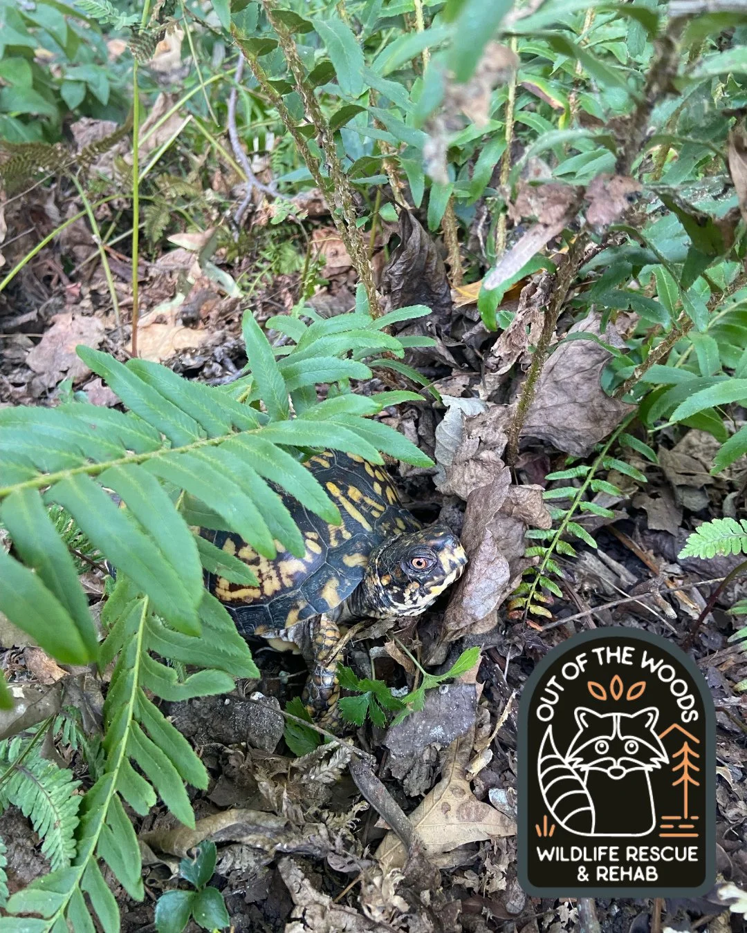 Happy release day to Lady Boxyworthy! After treatment at OOTW for a minimal shell injury she was returned to her finder to be released and live life in the wild! Also, thank you to Mary Anne (Lady Boxworthy&rsquo;s finder) for this card, kind words, 